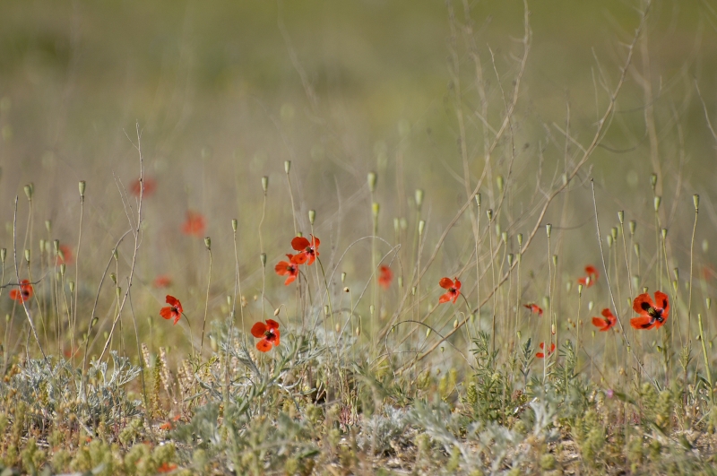 Long-headed Poppy (Papaver dubium)