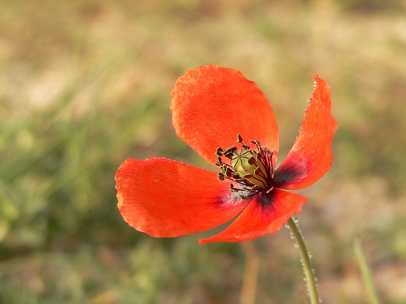 Long-headed Poppy (Papaver dubium)