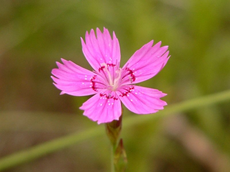 Maiden Pink (Dianthus deltoides)