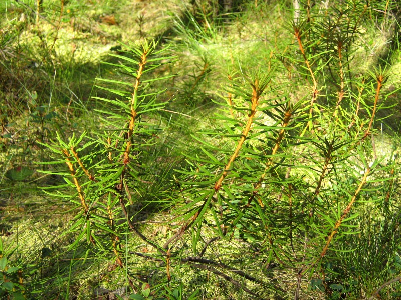 Ledum palustre