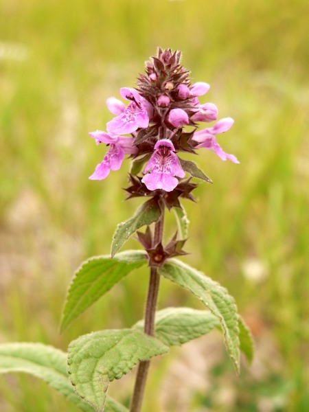 Sumpf-Ziest (Stachys palustris)