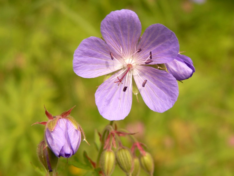 Geranium pratense