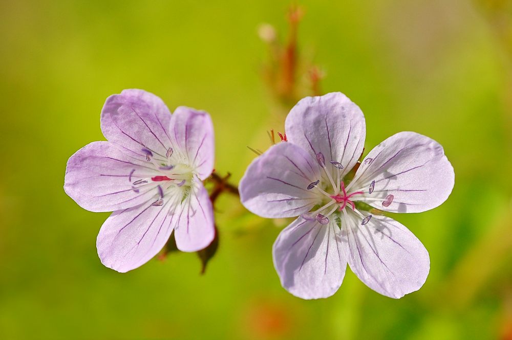 Meadow Geranium (Geranium pratense)