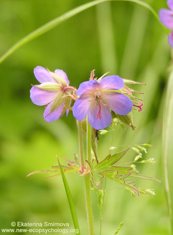 Meadow Geranium (Geranium pratense)