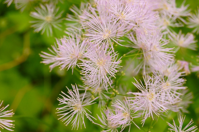 Greater Meadow Rue (Thalictrum aquilegifolium)