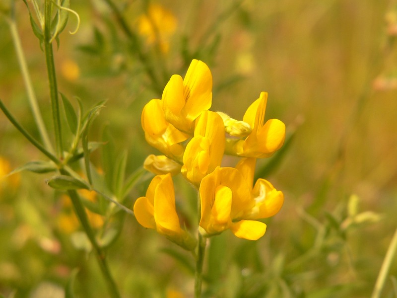 Cicerchia dei prati (Lathyrus pratensis)