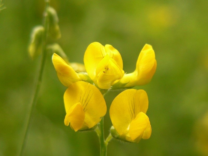 Meadow Vetchling (Lathyrus pratensis)