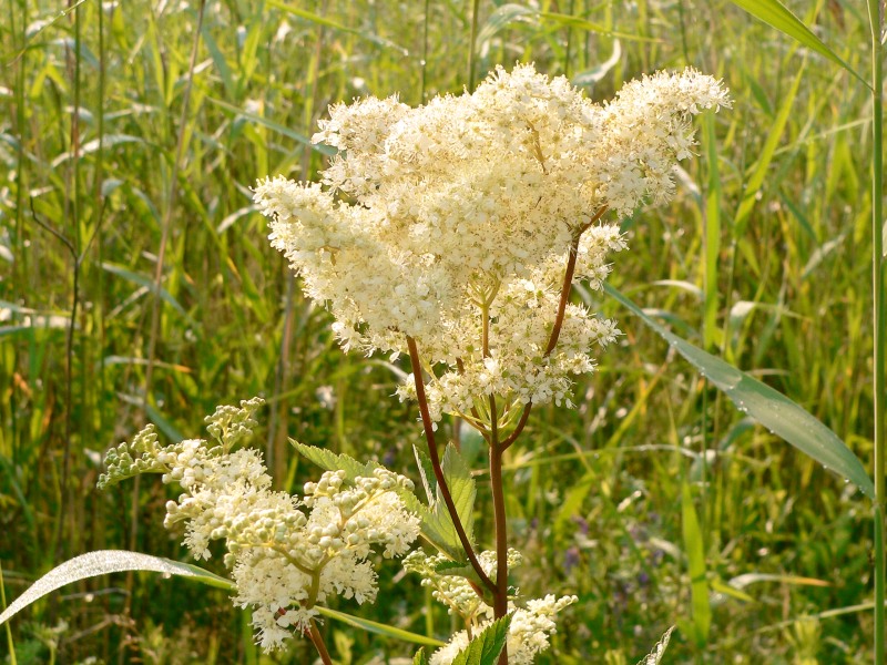 Filipendula ulmaria
