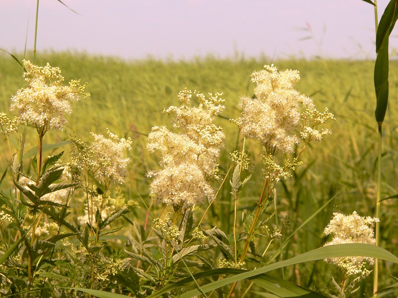 Filipendula ulmaria
