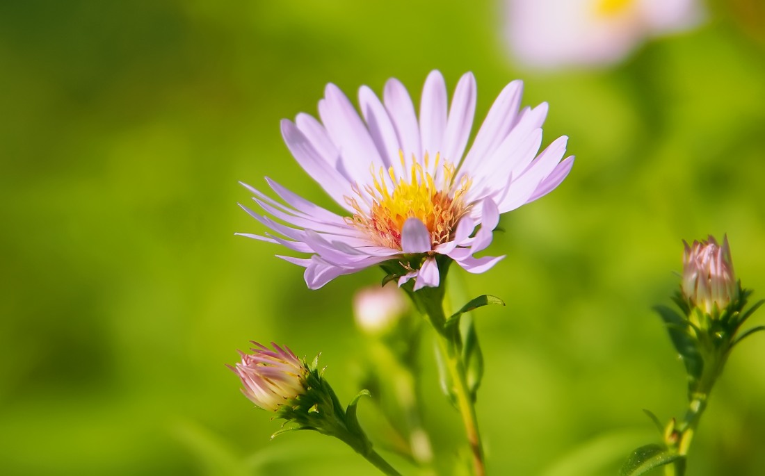 Astro amello (Aster amellus)
