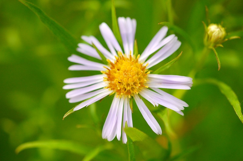 Astro amello (Aster amellus)