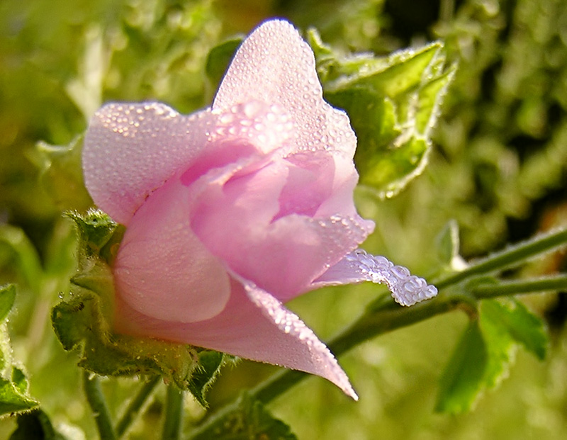 Althaea officinalis