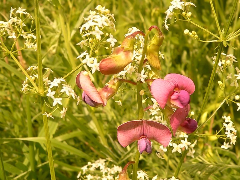 Lathyrus sylvestris