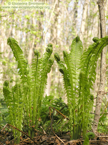 Ostrich Fern (Matteuccia struthiopteris)