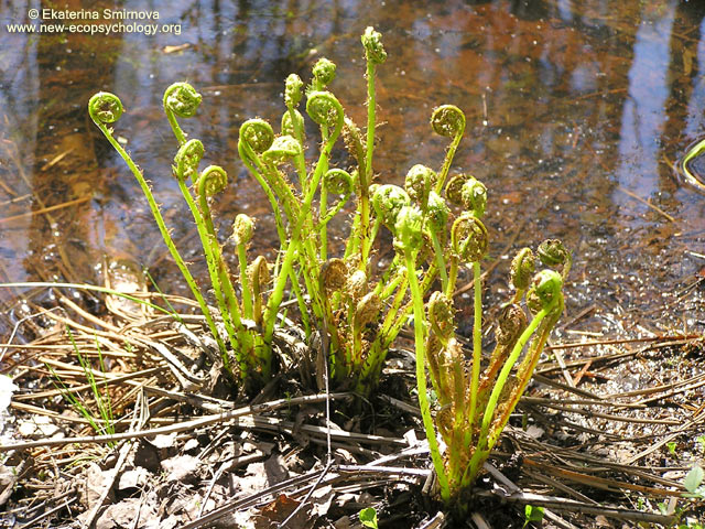 Matteuccia struthiopteris