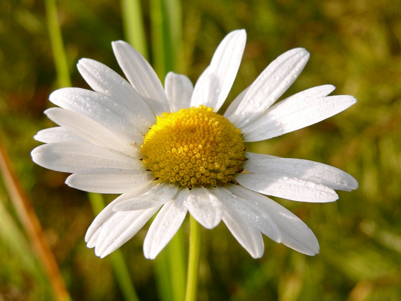 Margherita comune (Leucanthemum vulgare)
