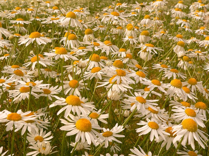 Margherita comune (Leucanthemum vulgare)