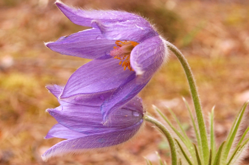 Pulsatilla patens