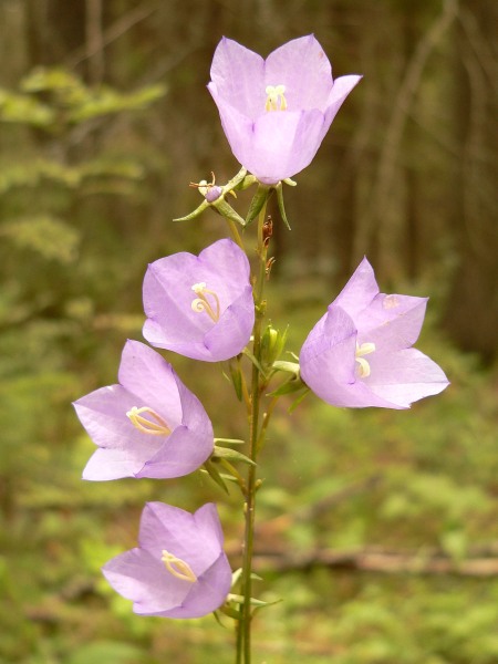 Peach-leaved Bellflower (Campanula persicifolia)