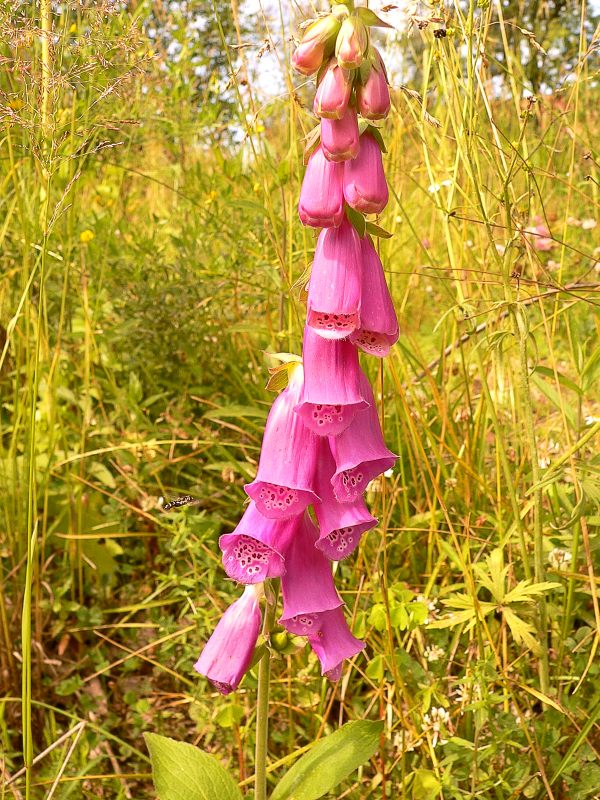 Digitale purpurea (Digitalis purpurea)