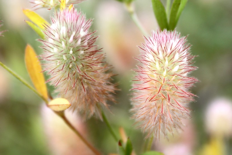 Haresfoot clover, Rabbitfoot clover (Trifolium arvense)
