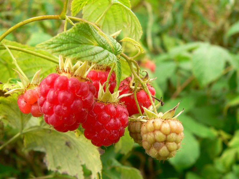 Raspberry (Rubus idaeus)