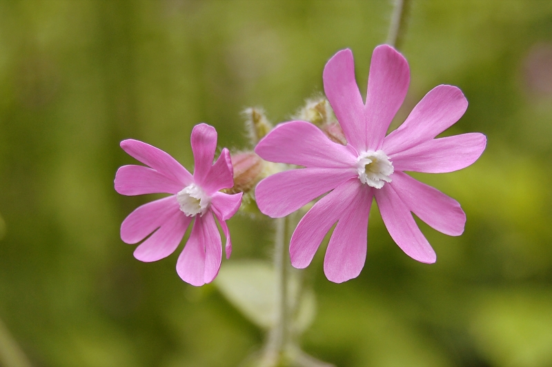 Red campion (Silene dioica)