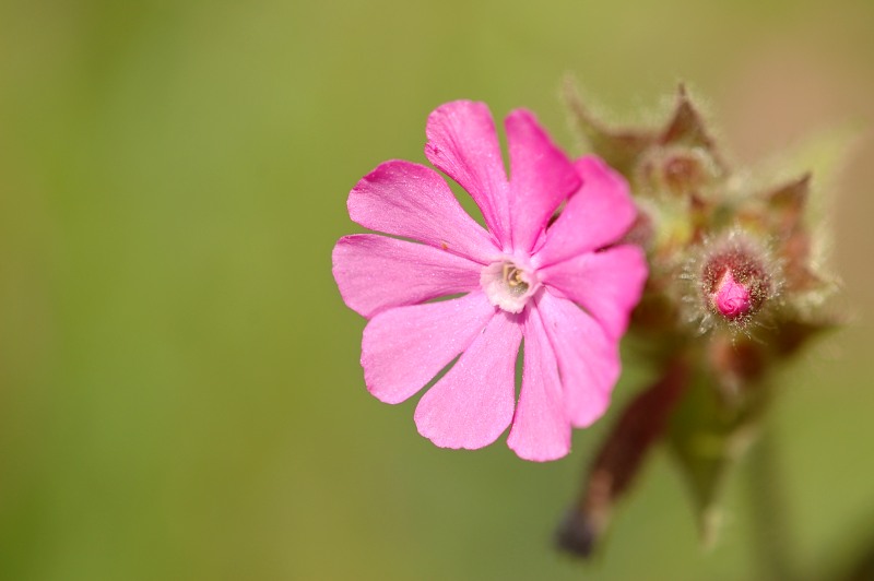 Silene dioica