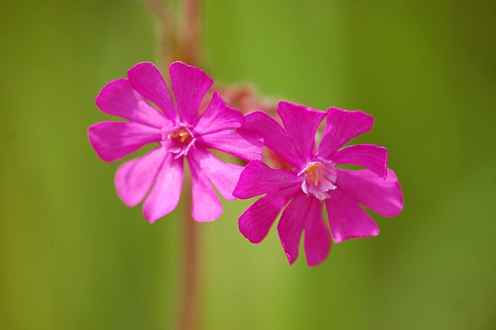 Rote Lichtnelke (Silene dioica)