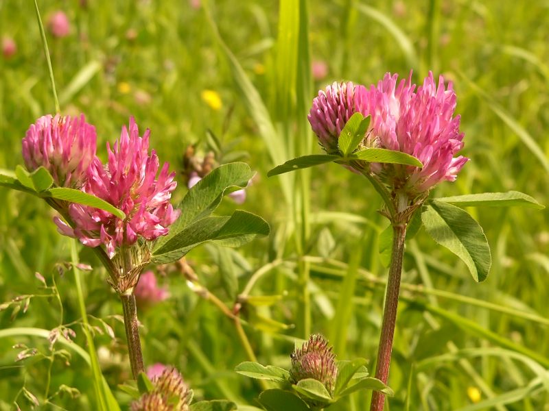Red Clover (Trifolium pratense)
