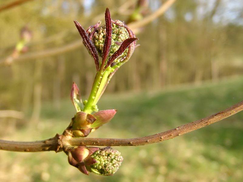 Sambucus racemosa