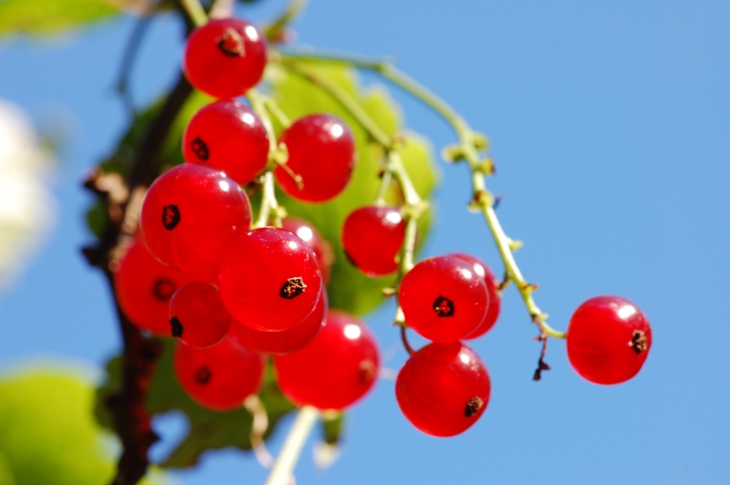 Ribes alpinum (Ribes rubrum)