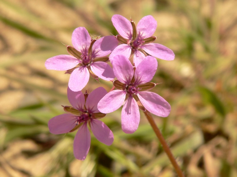 Erodium cicutarium