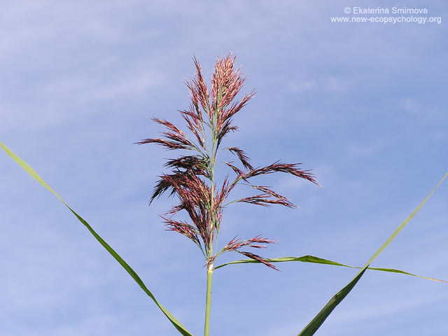 Cannuccia di palude (Phragmites australis)