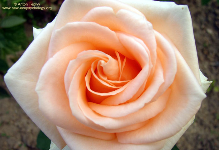 Rosa