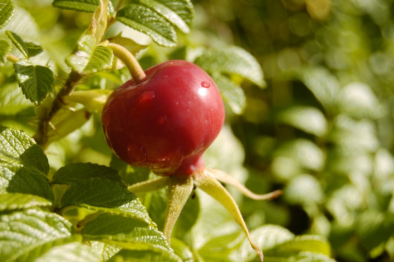 Rosa rugosa