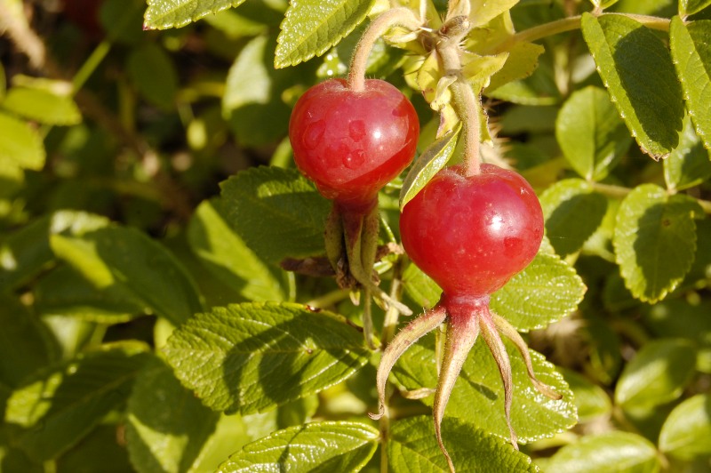 Rugosa Rose, Japanese Rose, or Ramanas Rose (Rosa rugosa)
