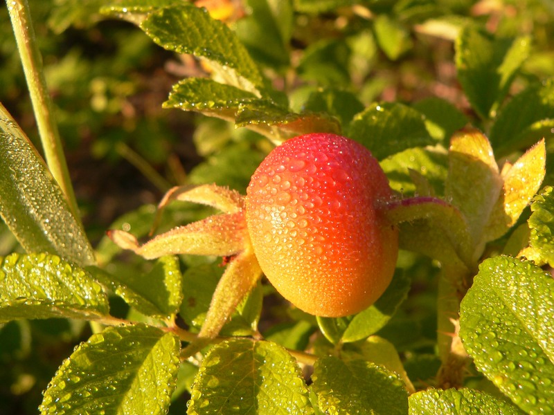 Kartoffel-Rose (Rosa rugosa)