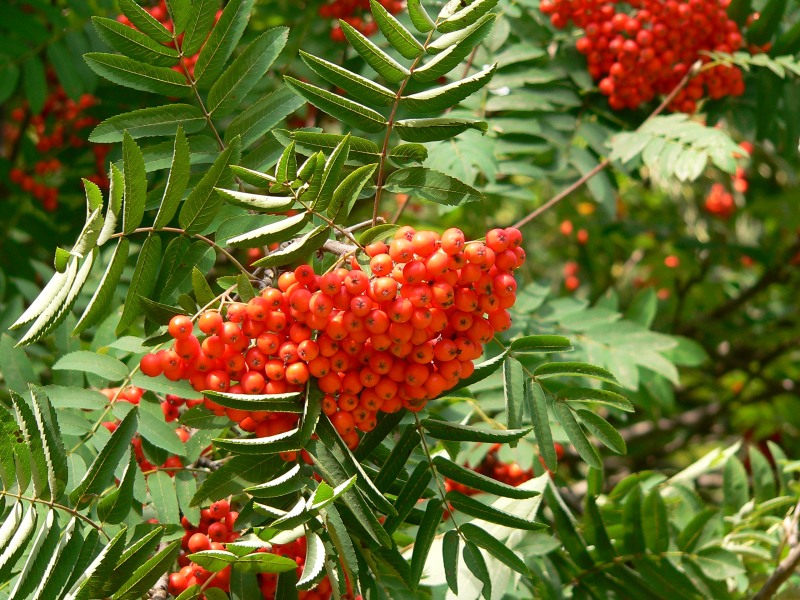 Vogelbeere oder Eberesche (Sorbus aucuparia)