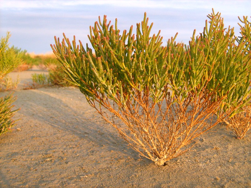 Salicornia europaea