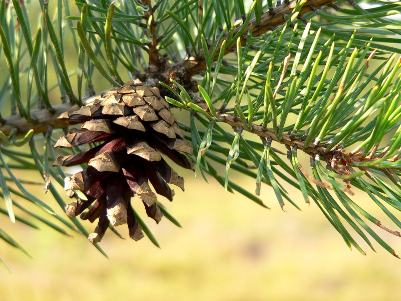 Scots Pine (Pinus sylvestris)
