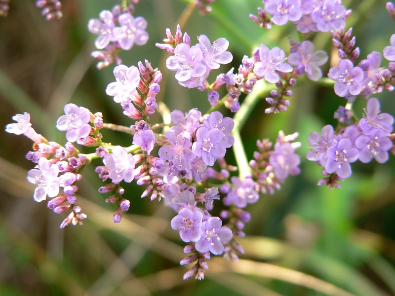 Limonium vulgare