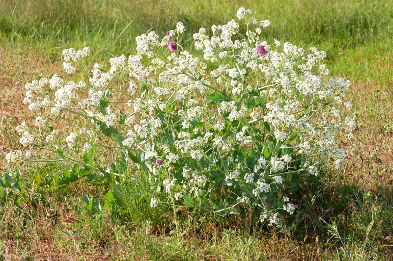 Crambe maritima