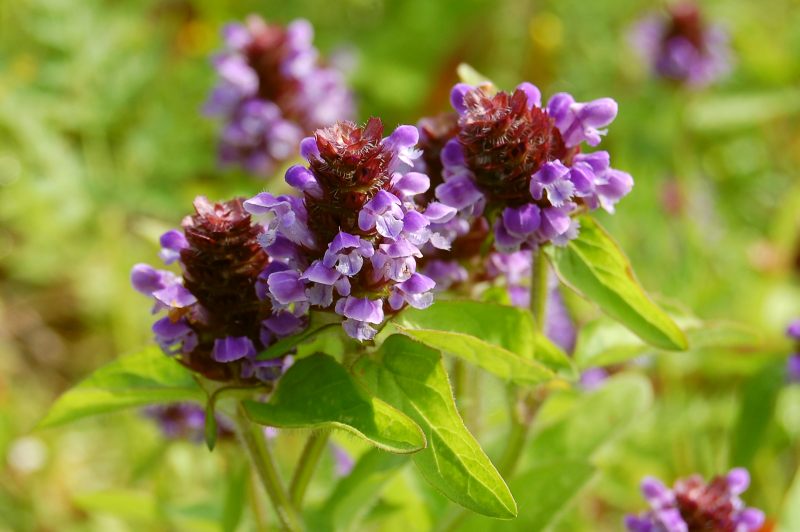Brunella (Prunella vulgaris)