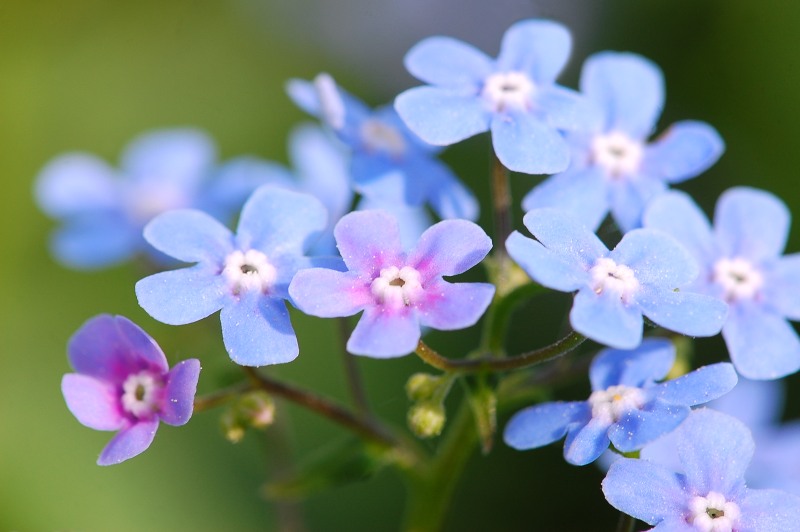 Brunnera macrophylla