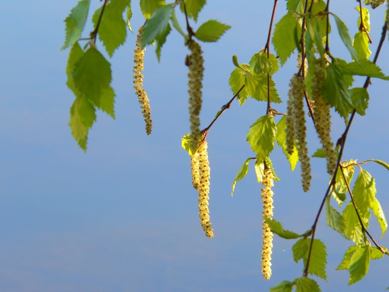 Betulla bianca (Betula pendula, betula verrucosa)
