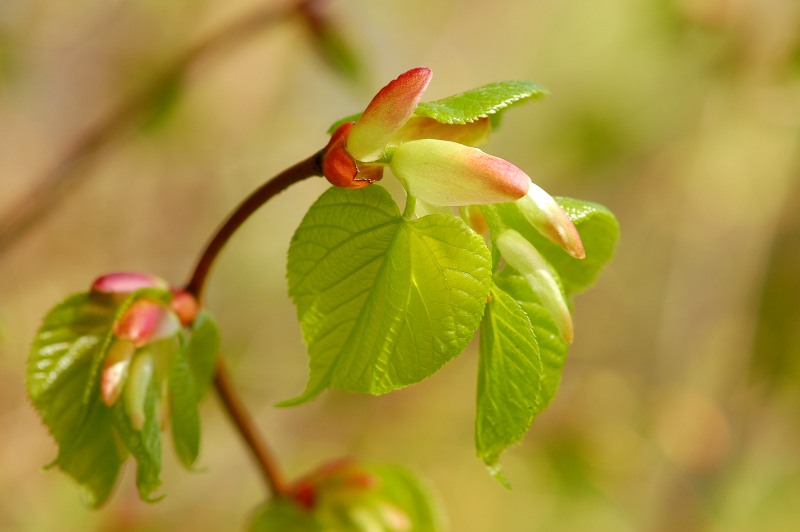 Tiglio selvatico (Tilia cordata)