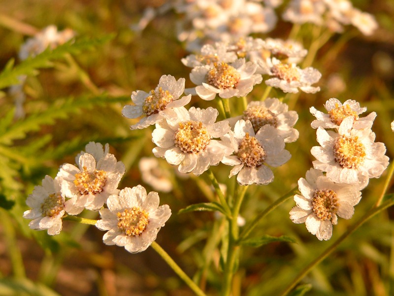 Millefoglio palustre (Achillea ptarmica)