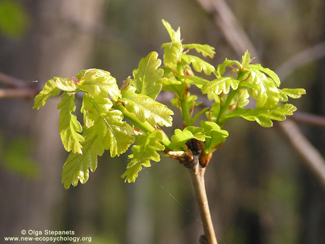 Stieleiche (Quercus robur)
