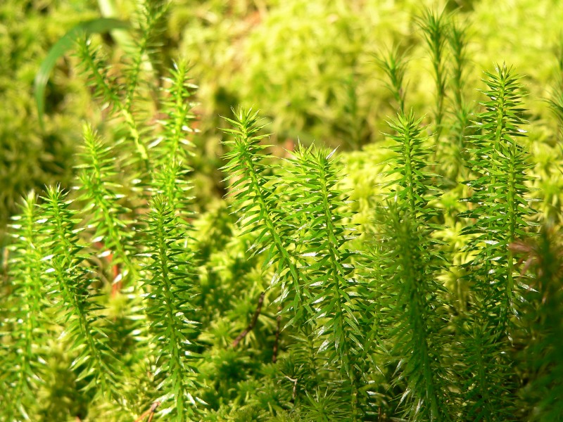 Lycopodium annotinum